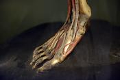 museo di anatomia umana bologna 8-2022 4788